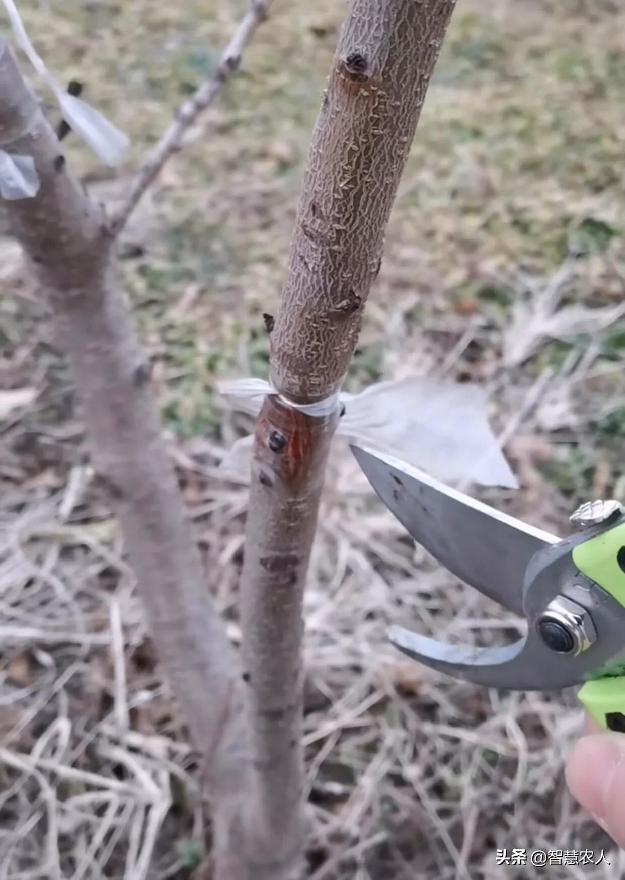 桃树怎么提高挂果率,如何有效提高桃树扦插成活率