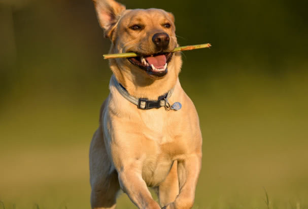 纯种金毛怎么挑选,想买金毛