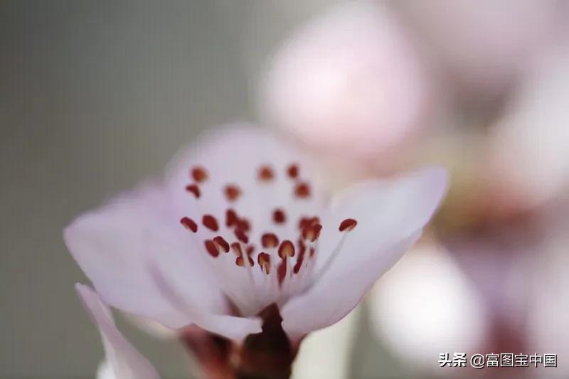 桃花怎么拍才好看,桃花怎么拍摄才能出新意