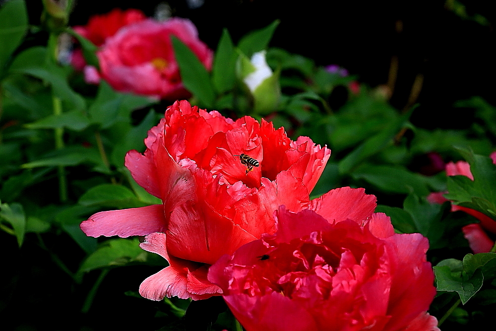 洛阳牡丹；青山吹奏-《谁不说俺家乡好》半音阶口琴演奏