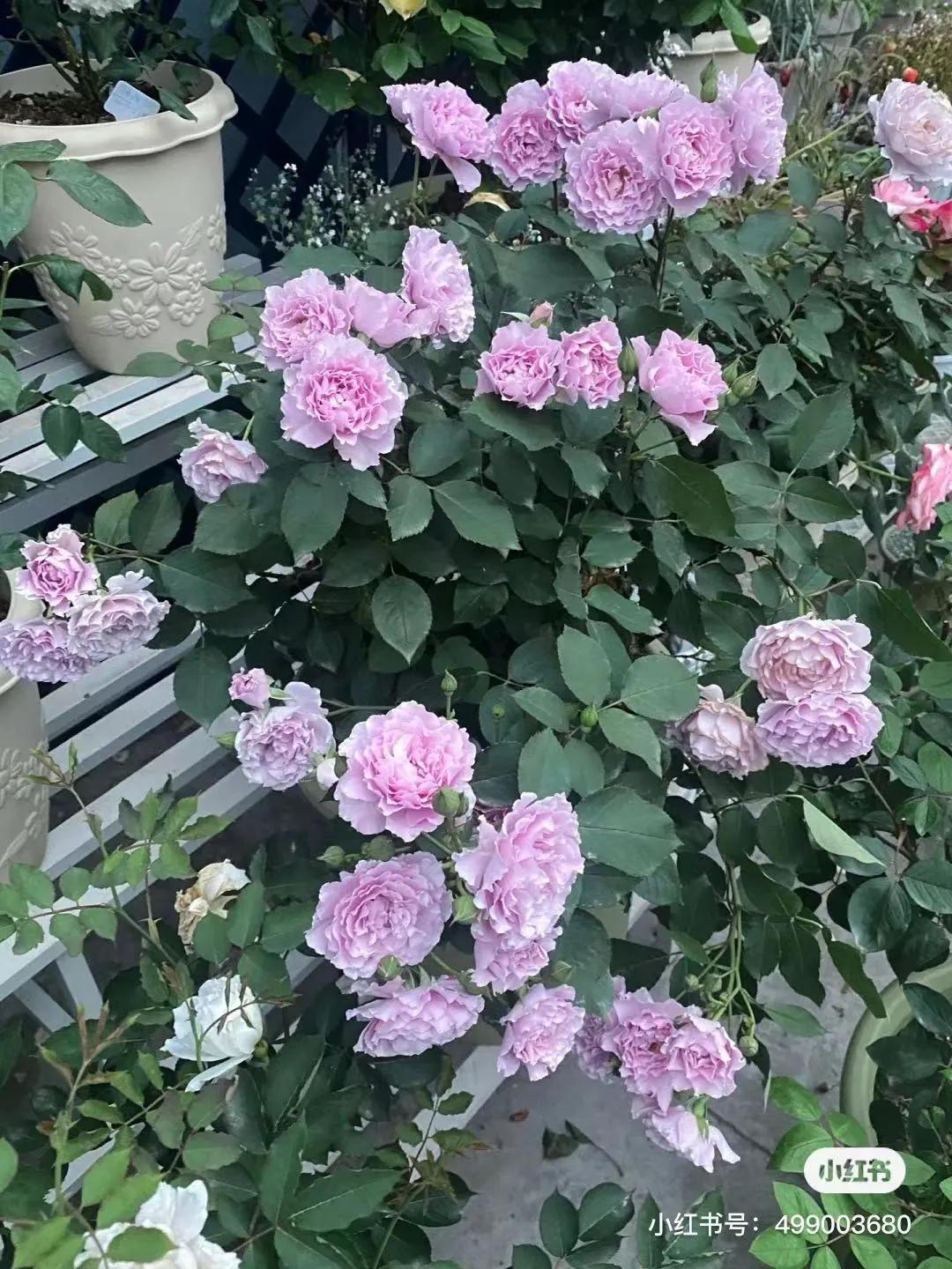 获得worldrose的12款月季品种,露台月季品种推荐