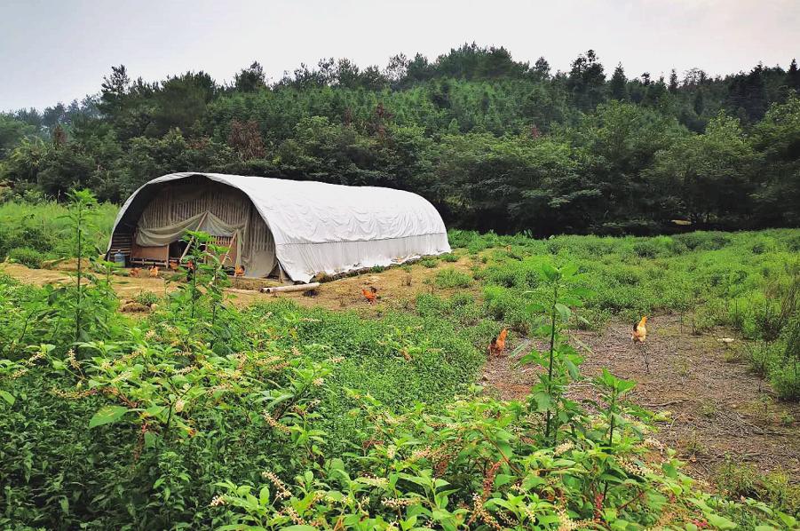 900元开启养鸡路，10年九死一生，创出“百草鸡”