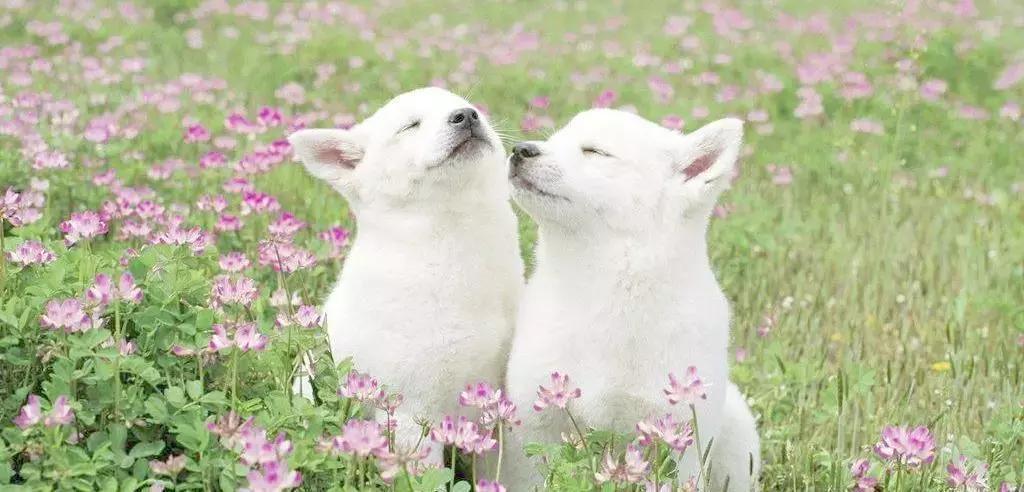 福懋宠物医院怎样,福懋动物医院