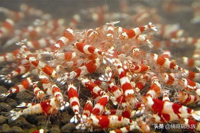 最常见的观赏虾以及饲养知识,观赏虾的饲养与繁殖方法