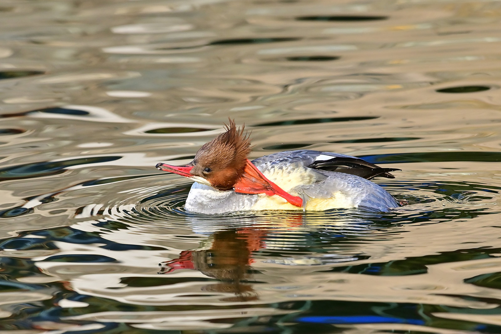 记录甜美的人像尼康z6实拍体验,尼康z6ii拍鸟怎么样