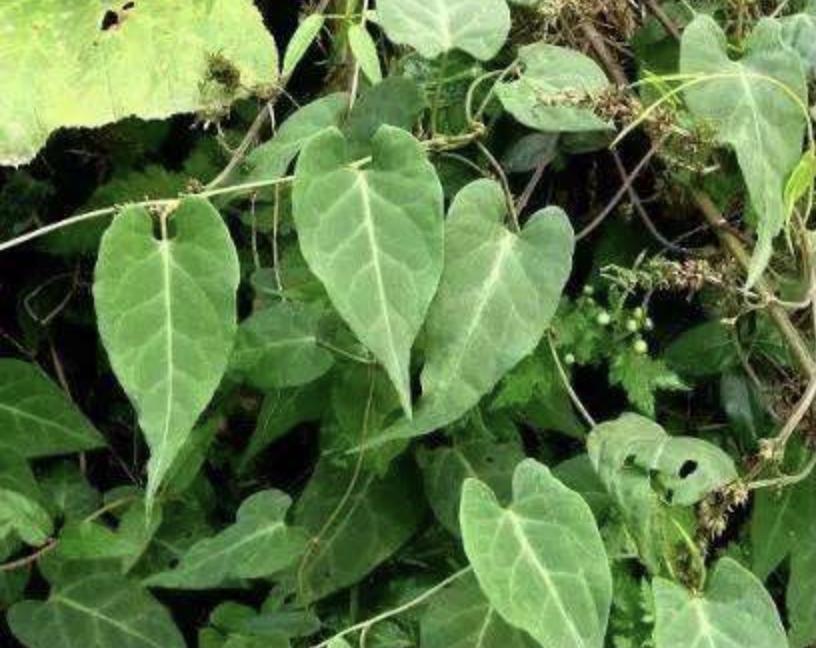 石头缝里，1种杂草像“常春藤”，被称为“白人参”，珍贵、奇特