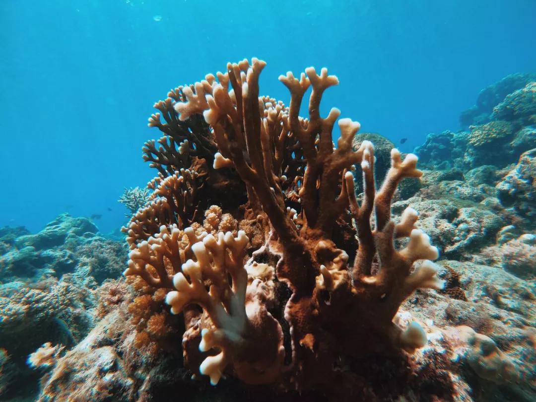 菲律宾自由潜水最好的地方,菲律宾旅游潜水