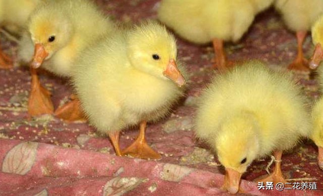 小鹅拉白粪喂什么药？鹅拉白色粪便怎么办？教你一招快速解决