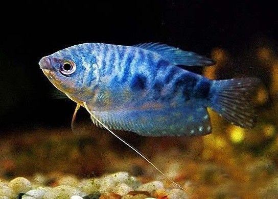 想养鱼要用加热棒吗,想养鱼又没有鱼缸