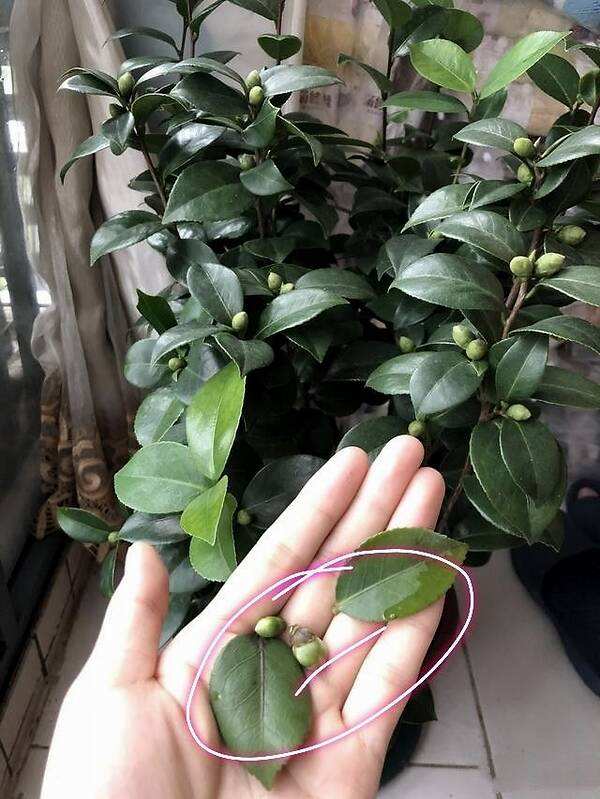 茶花的种植与养护方法,现在移栽茶花季节