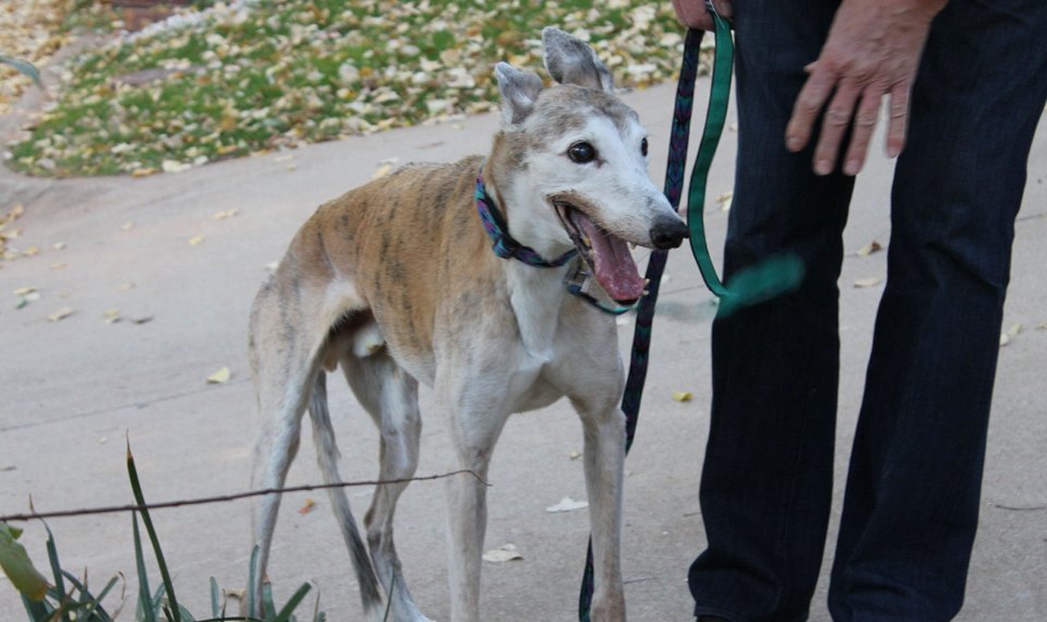 当狗狗老了我们应该如何照顾它,希望狗狗可以多活几年多陪陪我