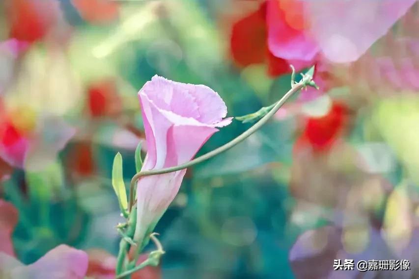 看看花容,听听花语2020年我镜头里的百种花卉