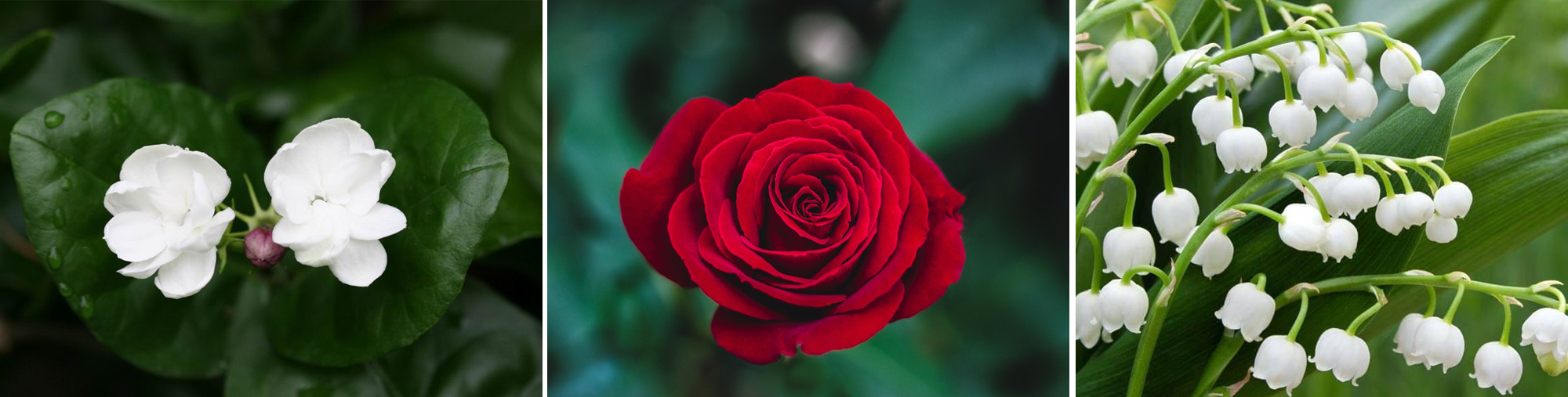 香水全攻略5分钟教你学会选香水,干货建议怎么穿才能get高级感