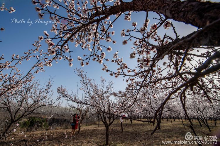 河南灵宝百年古杏林花开遍山野,灵宝北沟古杏林图片