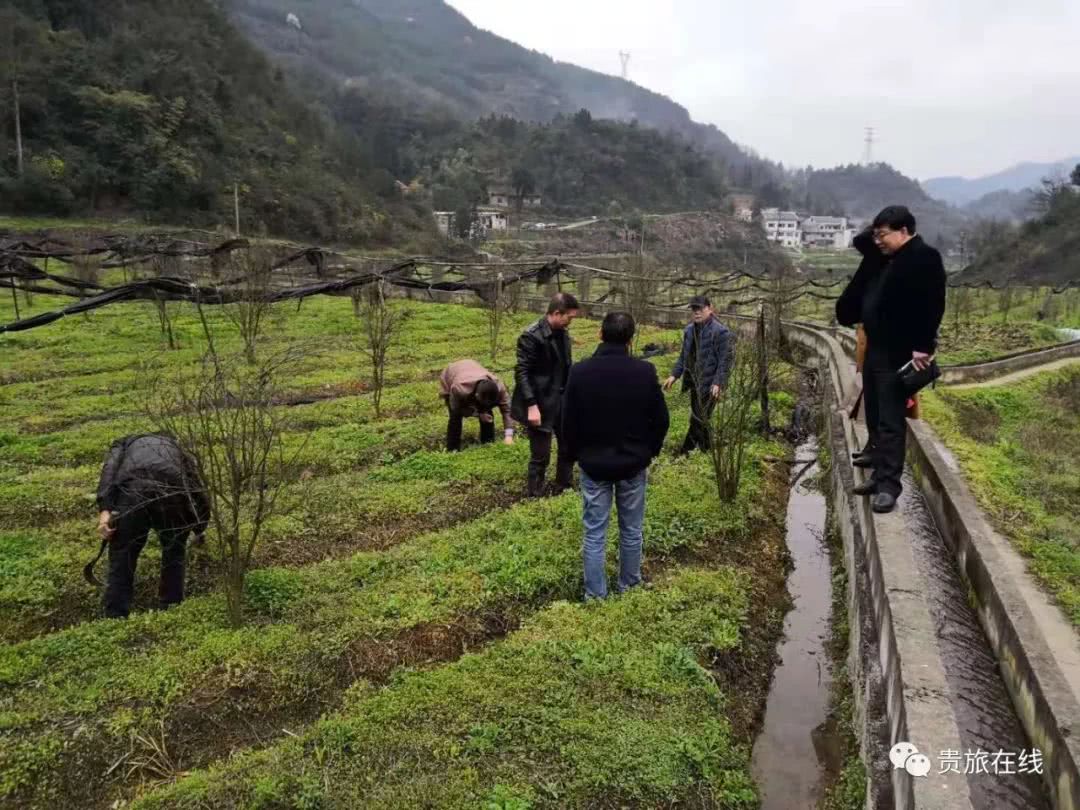 吴博士：让我们认识认知认同白及
