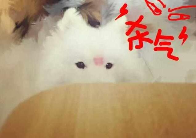 萨摩耶20斤每天怎么喂食喂多少,萨摩耶主人24小时不在家怎么喂食