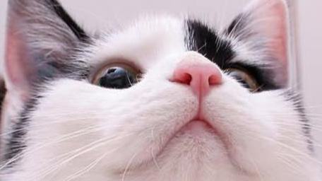 辟谣：猫咪越干净越健康？兽医：这5处地方不要洗得太干净