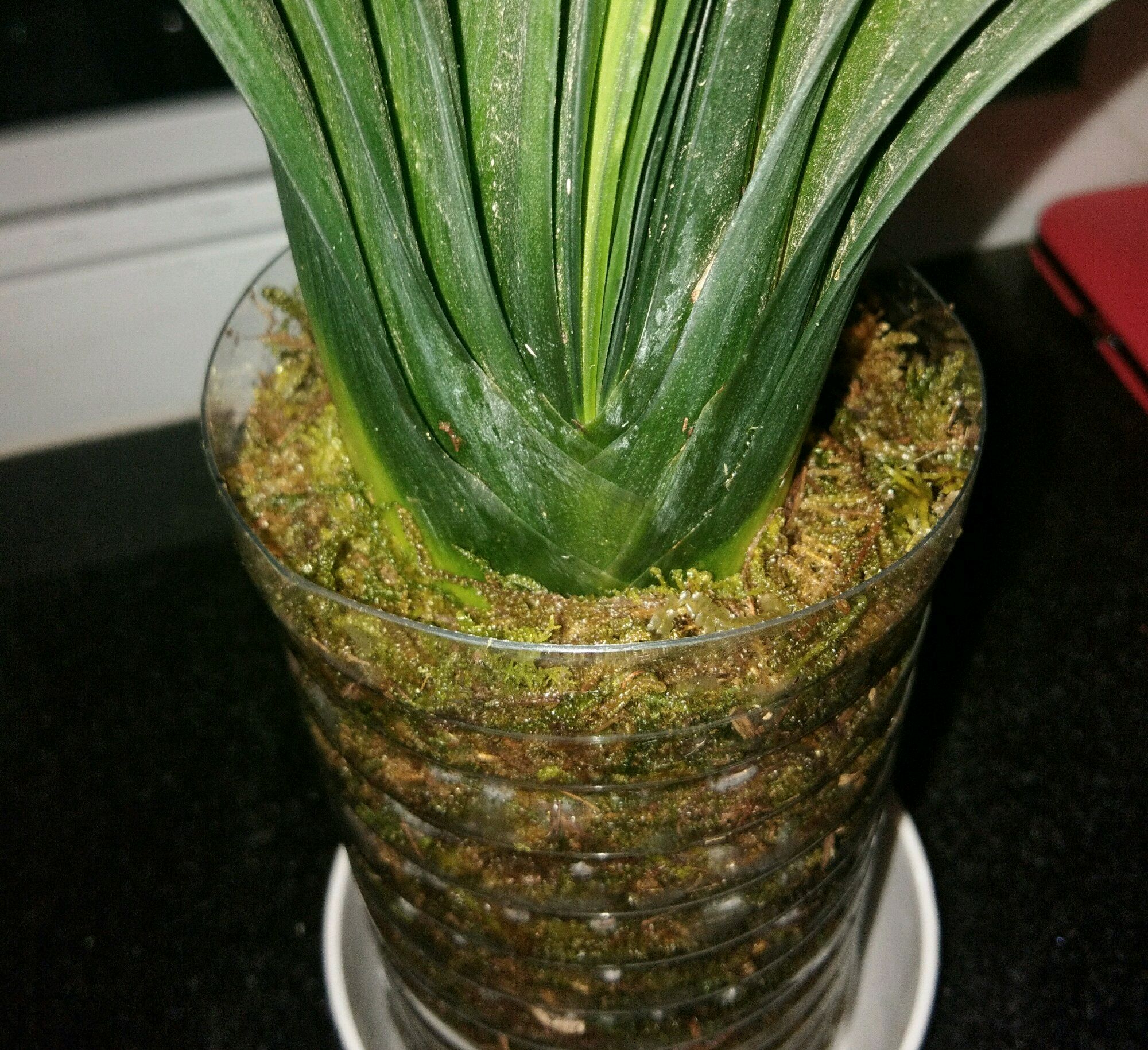 君子兰严重烂根如何发根,君子兰烂根可以用珍珠岩发根吗