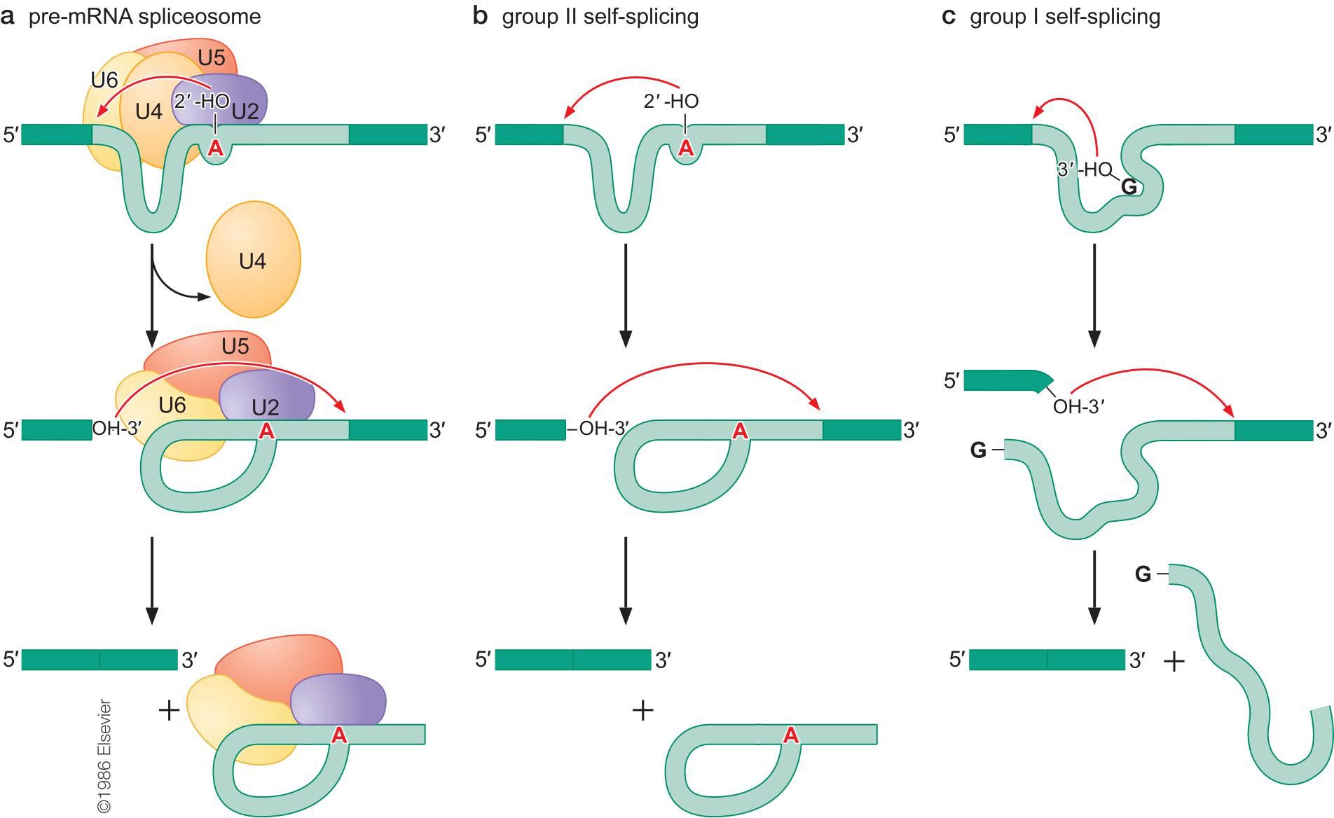 病毒与细胞起源与发展的关系,病毒与细胞起源关系
