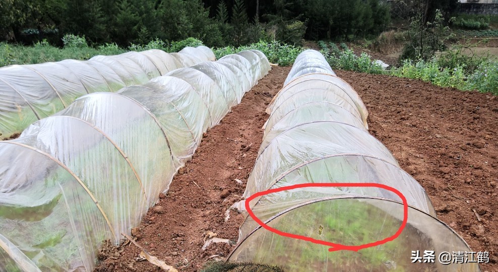 旱育秧为什么出苗不齐,稻苗旱死是什么原因