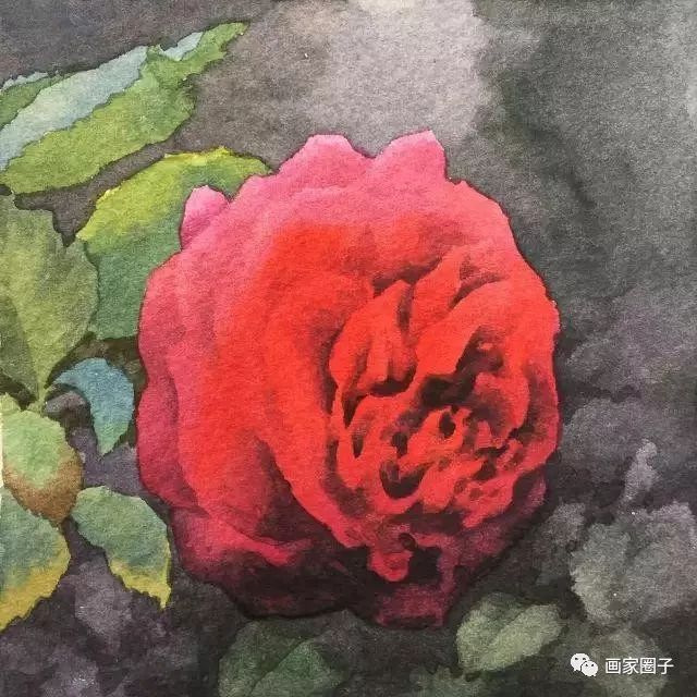 100种漂亮花卉图片,100张漂亮花图