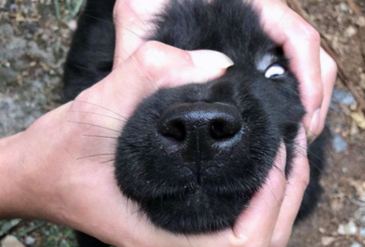 为什么有人说养狗的人越来越多,养狗的人注意了这几点必须知道