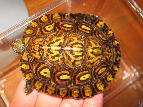 最美的乌龟图片,最美乌龟视频大全