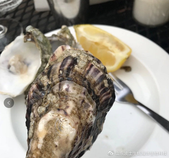 宵夜吃生蚝真实视频,宵夜湛江生蚝生吃