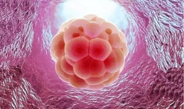 小鲨鱼出生的画面,刚生出来的小鲨鱼特点