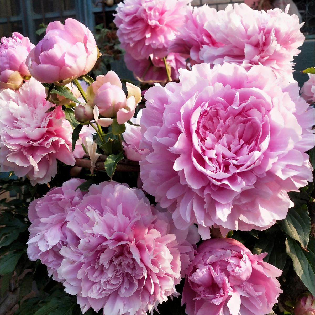 富贵花哪种最好养,4种富贵花华丽大气