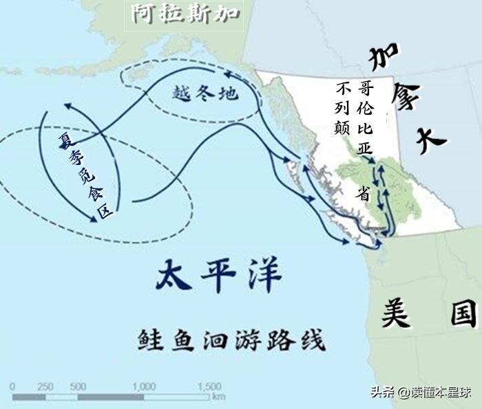 转基因鲑鱼,转基因大西洋鲑鱼