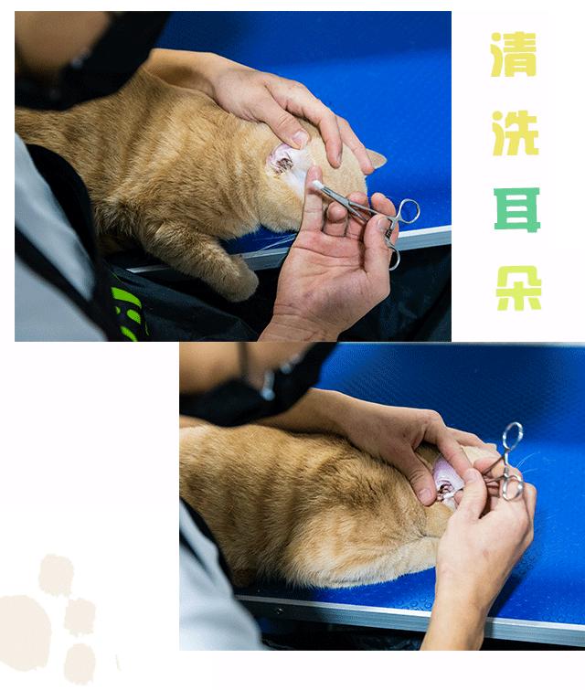 吹爆汕头这家「宠物精灵聚集地」美容、洗剪吹、零食,一应俱全…