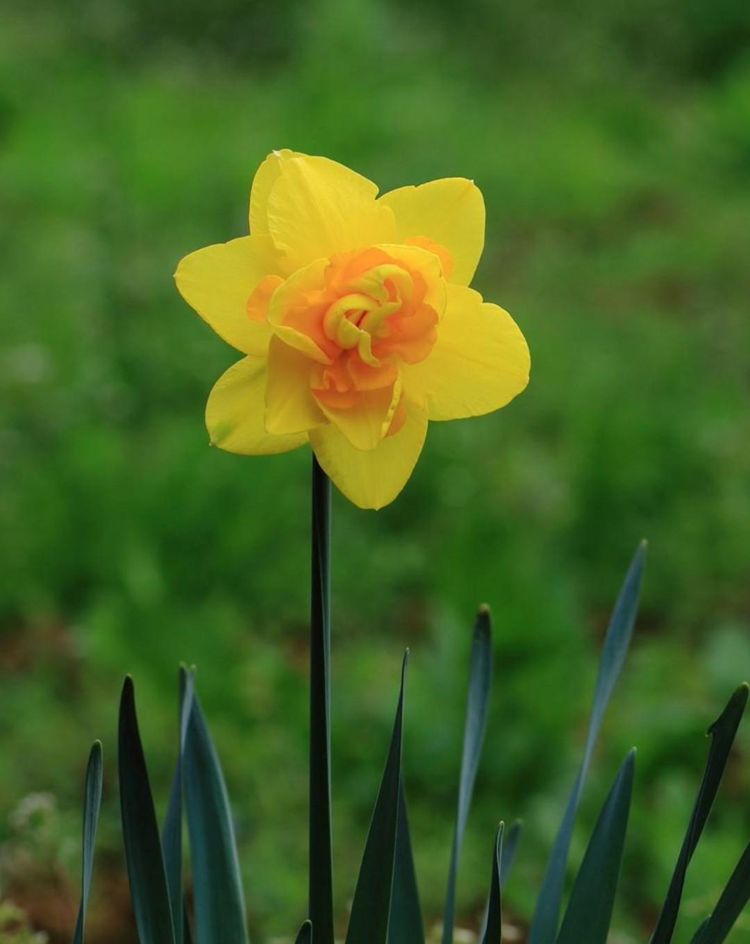 描写水仙花艳美古诗句,诗词中的水仙冬天开得最美