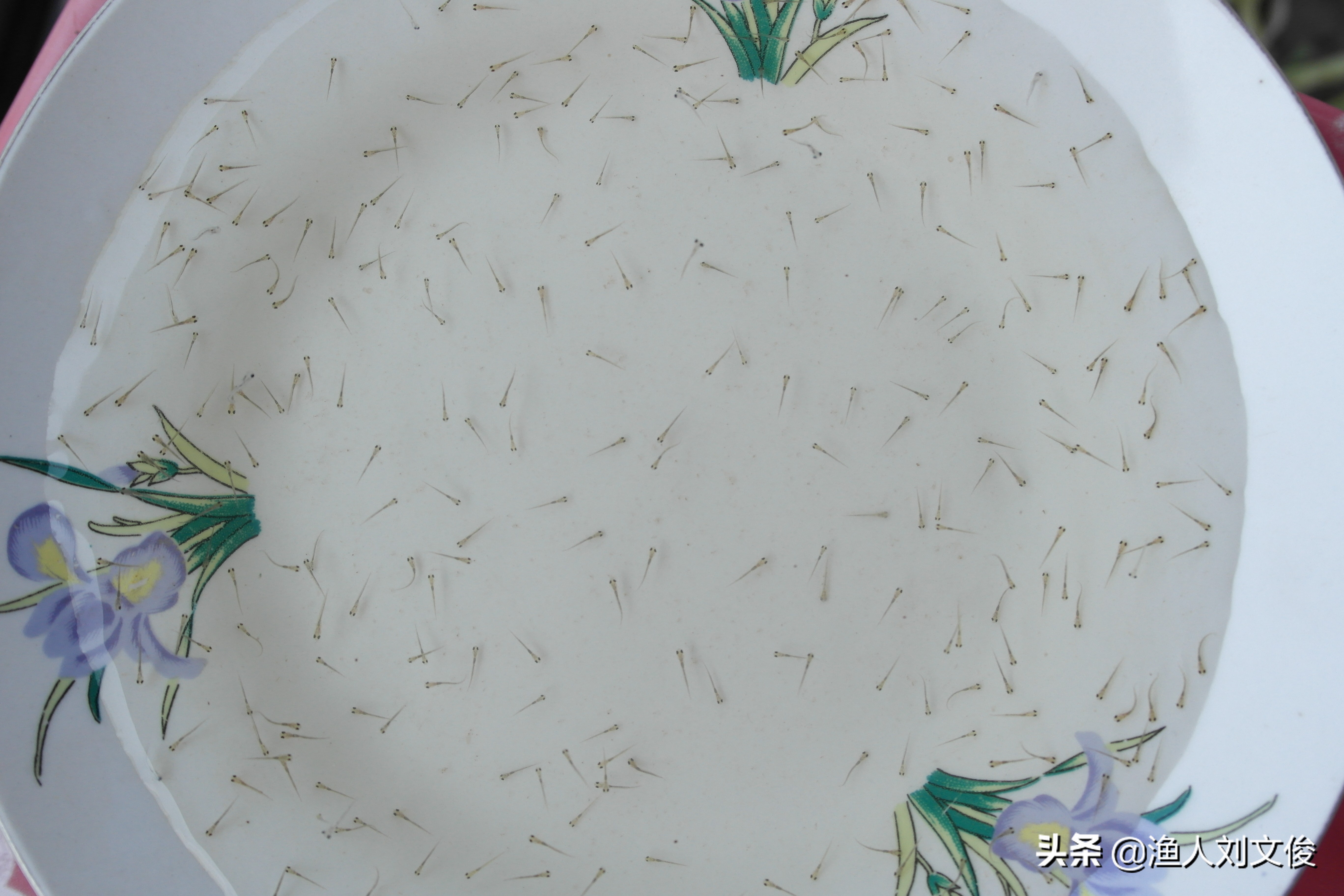 鱼苗气泡病,鱼苗气泡