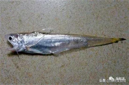 好吃不贵的海鲜种类有哪些,最好吃又最常见海鲜有几种