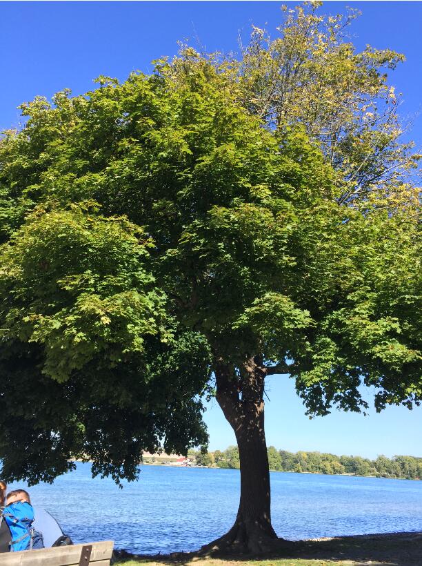 西蒙菲莎大学什么专业最好?