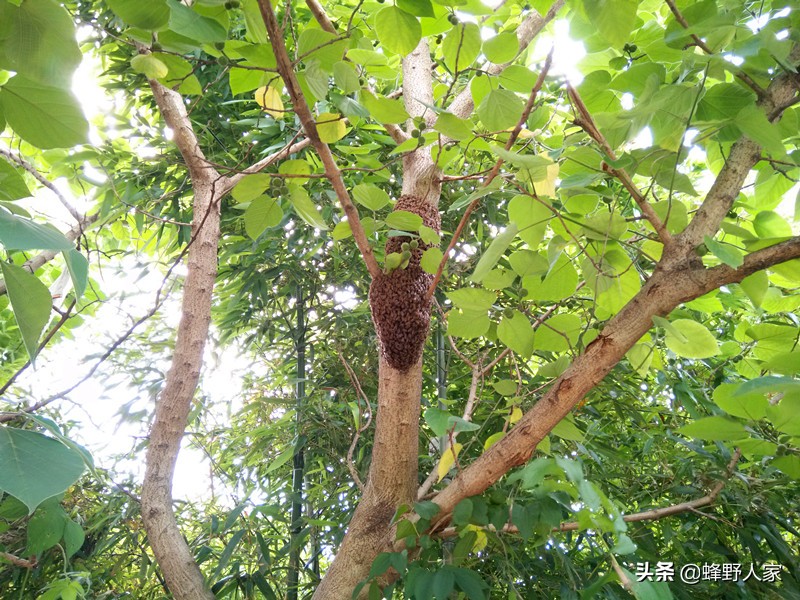 人工如何原地分蜜蜂,如何快速诱来分蜂群