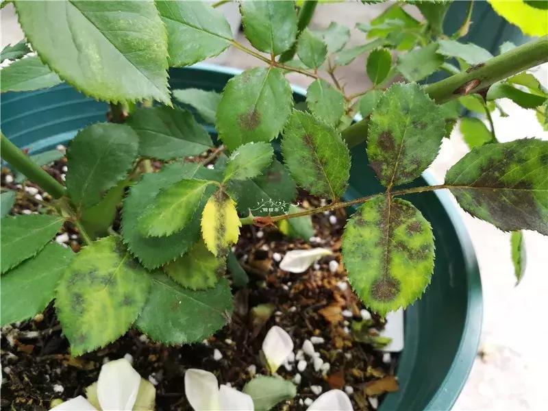 天竺葵的养护视频,垂吊天竺葵的养护