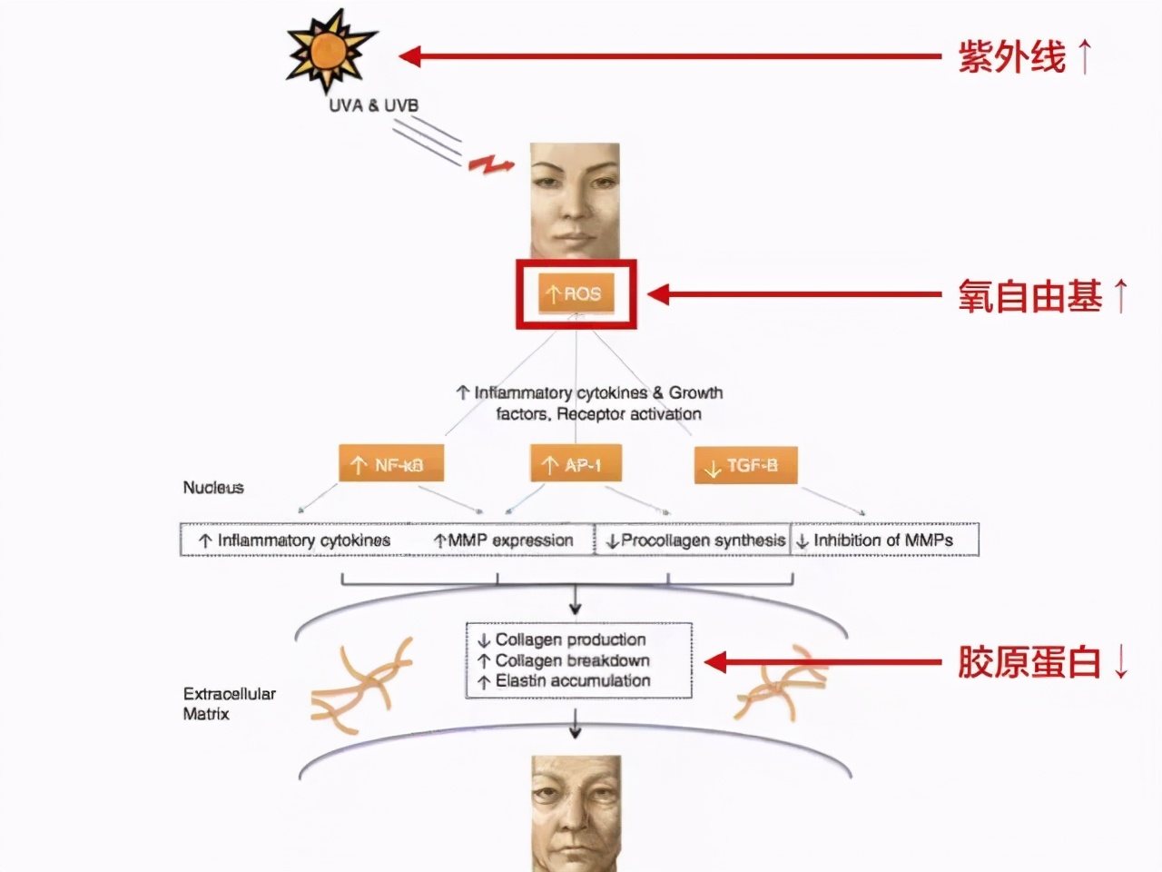 毛孔已经很大了,毛孔越来越大还长痘