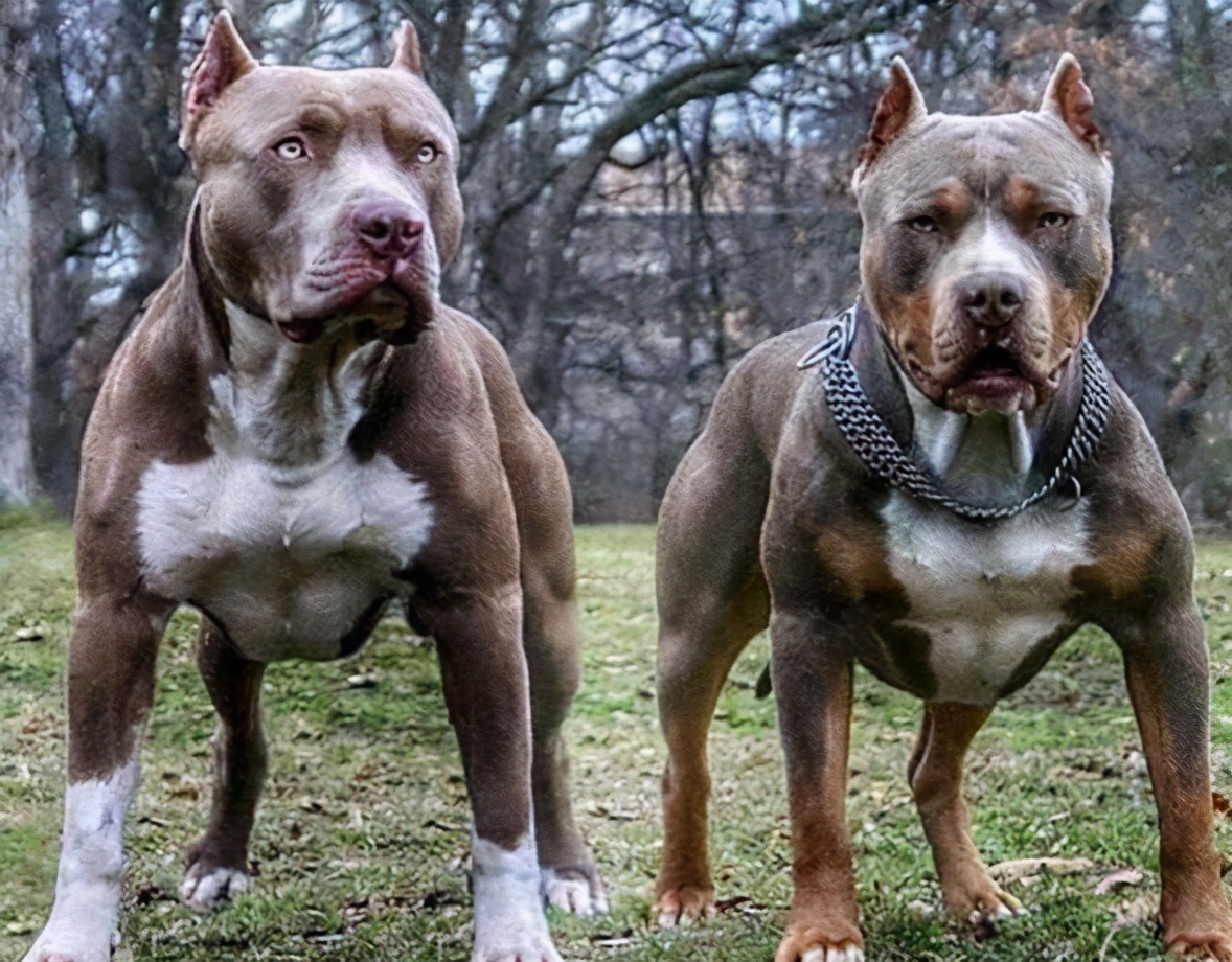 长得特别丑的狗叫什么,哪几种是又可爱又永远长不大的狗