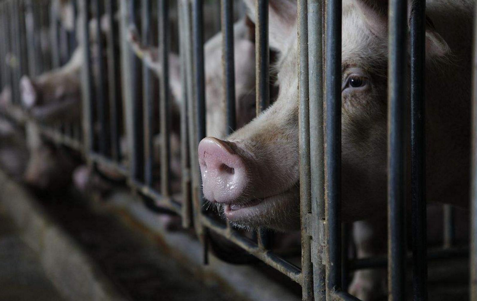 母猪配种后二十天,阴户流白是咋回事?养猪朋友知道怎么治疗吗