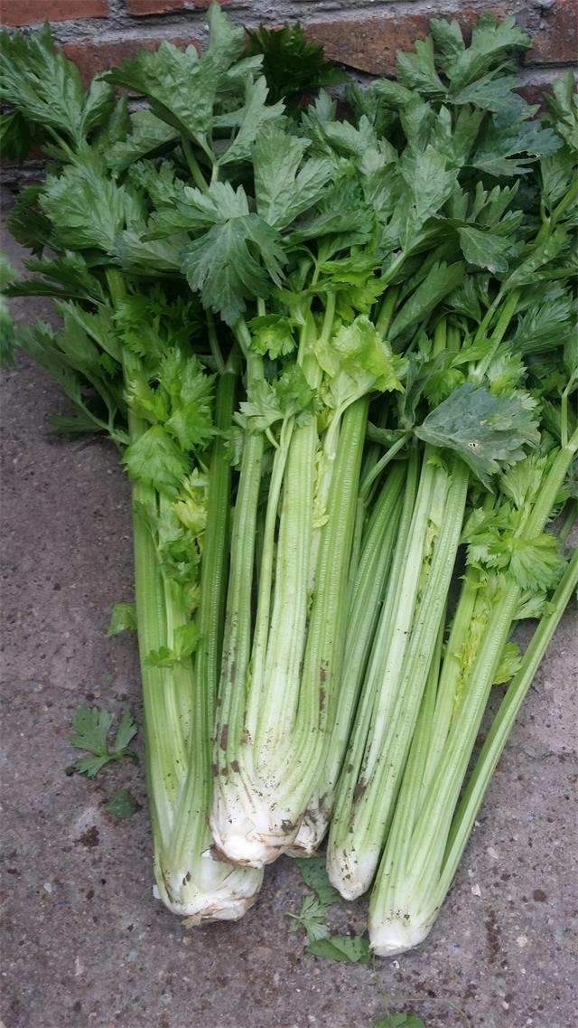 北京四季青西山采摘观光园,尽享采摘时光