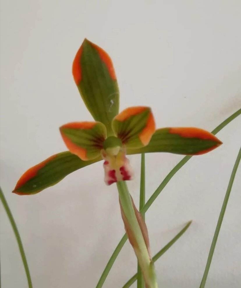 云南豆瓣兰十大品种,云南豆瓣兰叶子边缘有锯齿吗