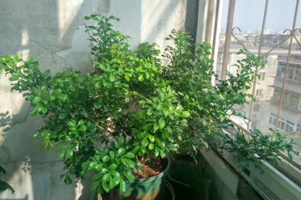 米兰移栽后套塑料袋,12度气温米兰需要用塑料袋套吗