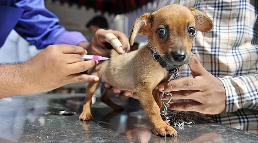 一个医生讲述狂犬病的自述,医生问诊狂犬病视频