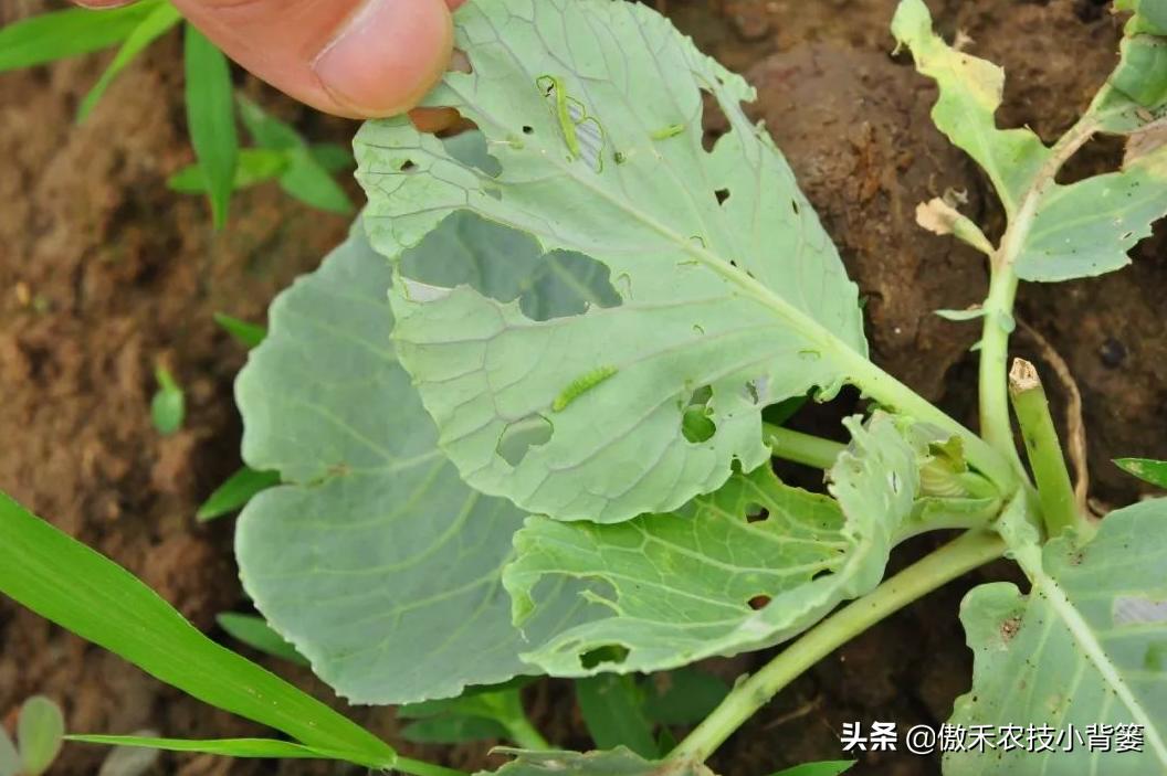 菜上的小青虫怎么治,菜青虫主要危害什么蔬菜