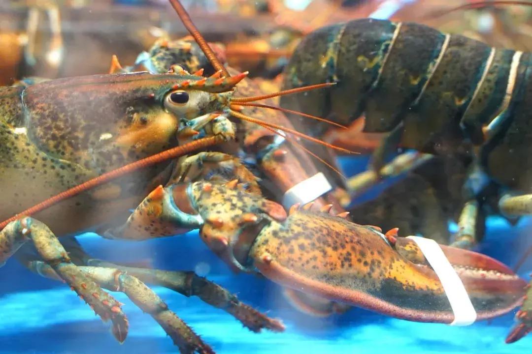 盒马鲜生会来宝业东城广场吗,盒马鲜生之旅