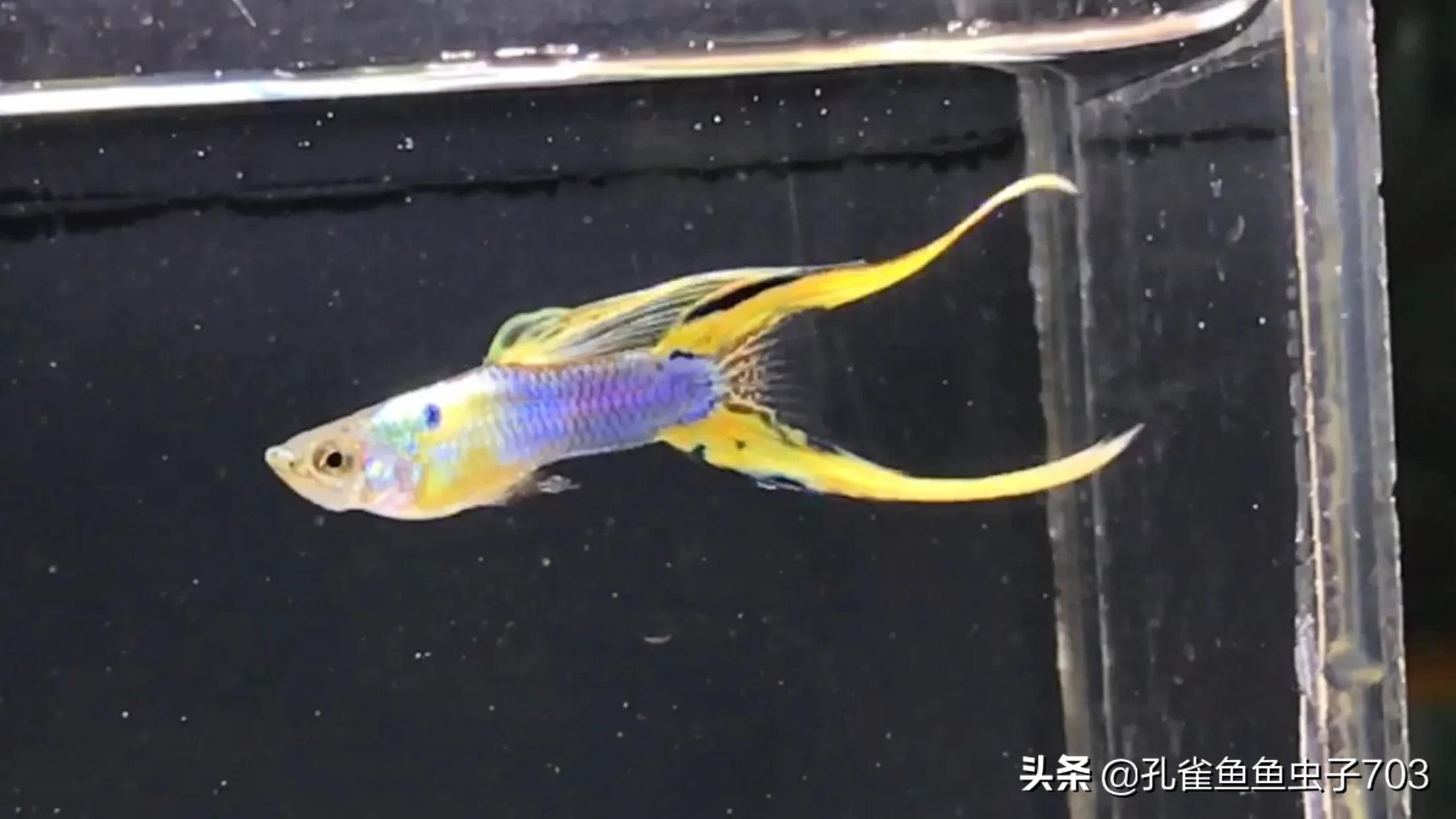 孔雀鱼鱼苗喂什么食物长得快,孔雀鱼需要每天投喂食物吗