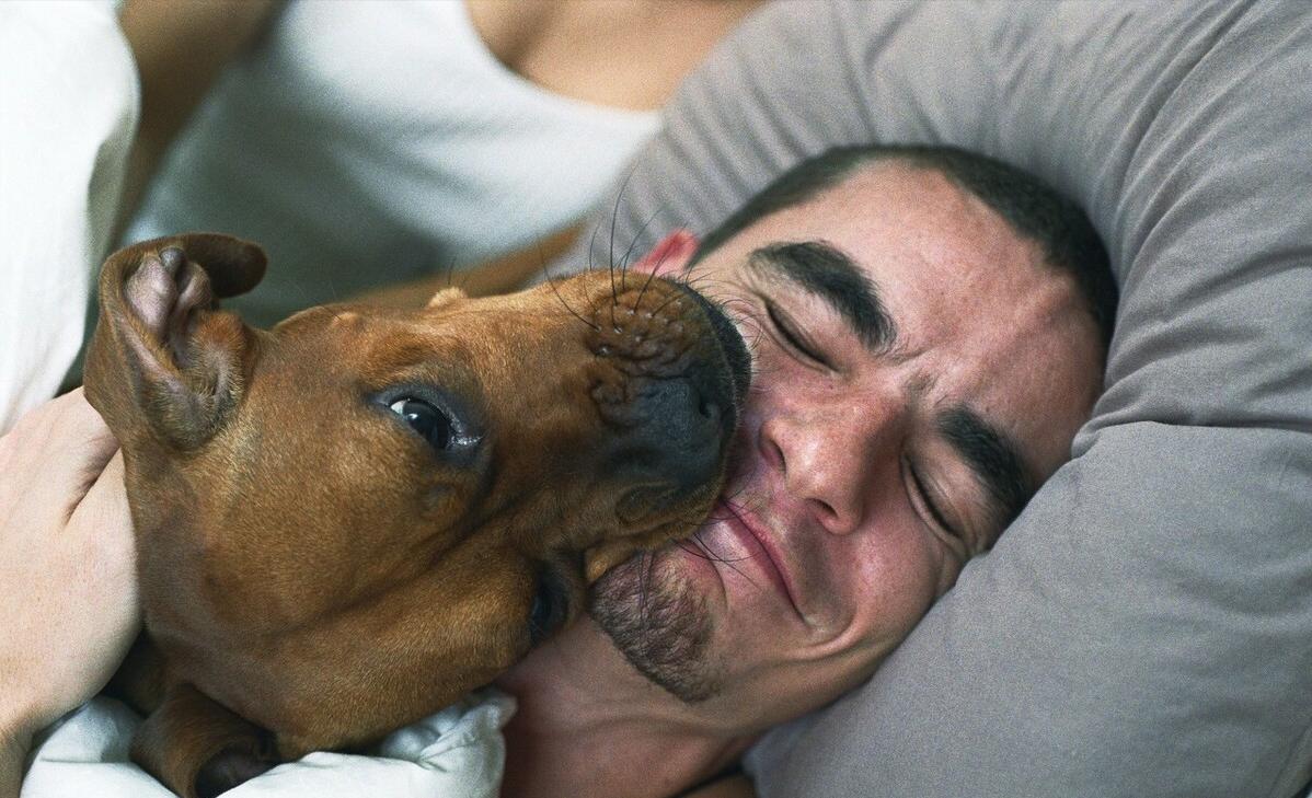 狗狗舔人的9种原因,狗狗被人类深深伤害