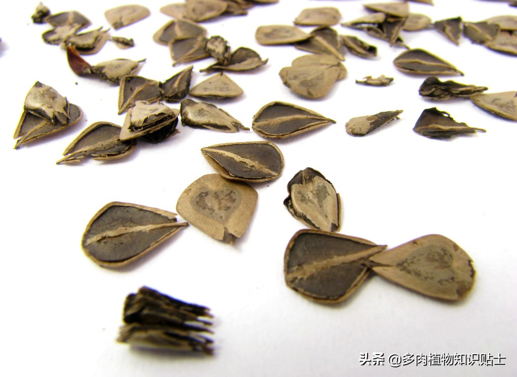 巨花马兜铃怎么繁育,巨花马兜铃图片大全